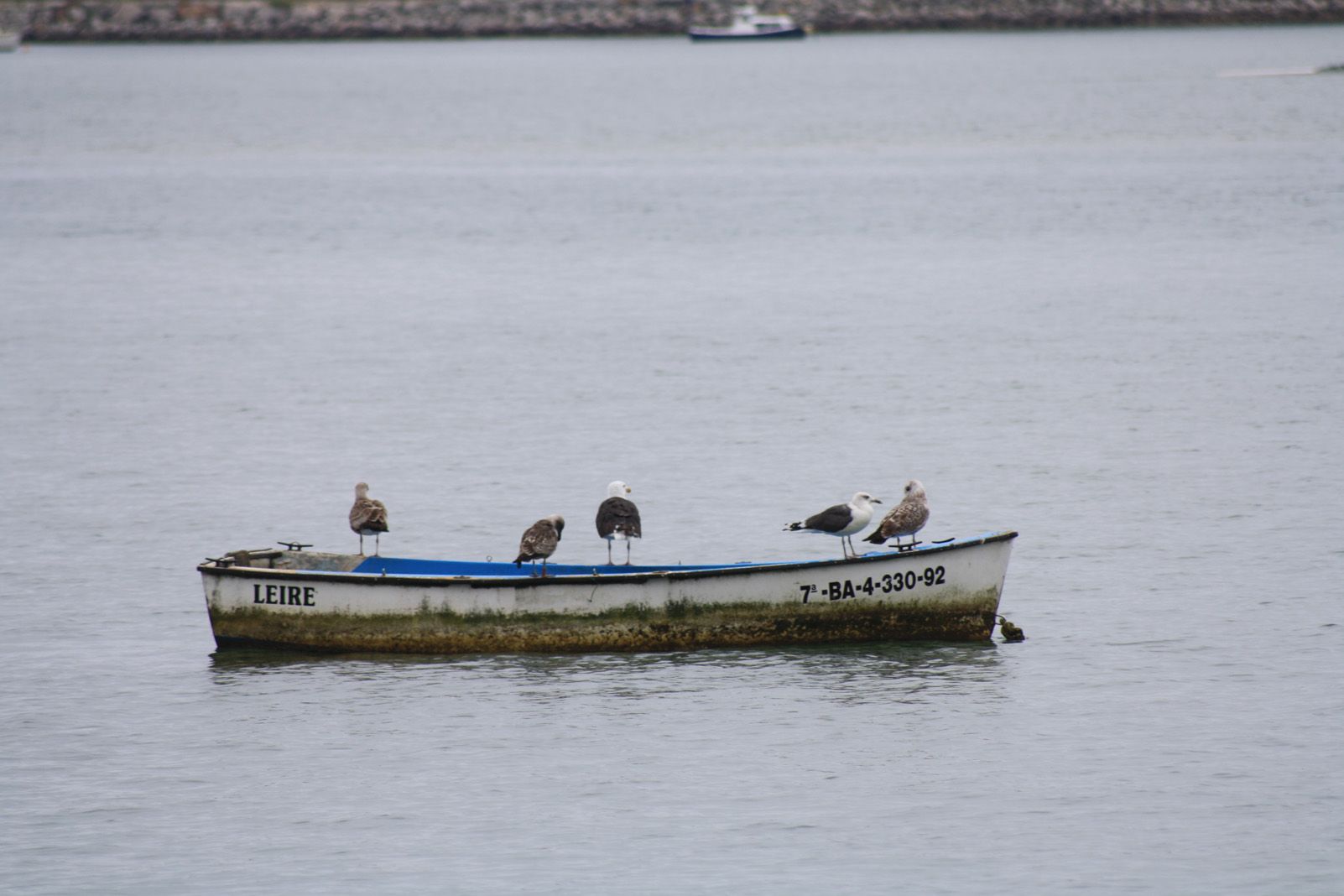 Eduard Resina Salcedo   Embarcación de aves   Cantabria
