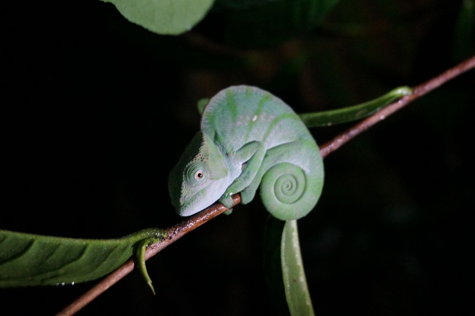 Emma Lladó Maristany   Camaleó nocturn   Anamalazaotra Reserve (Madagascar)
