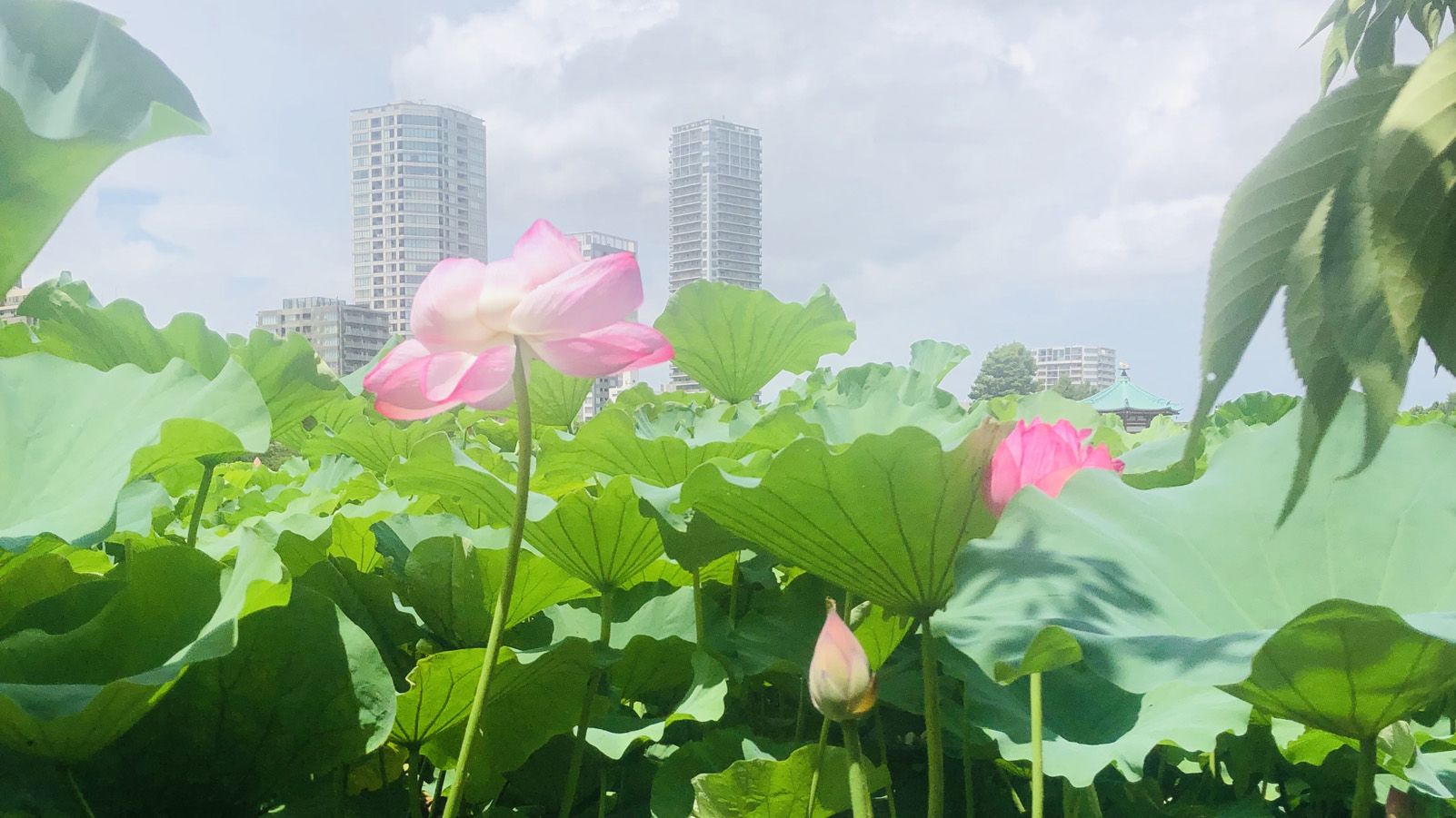 Gràcia Piqueras Piqueras   Un oasis enmig la ciutat   Tokio, Japó