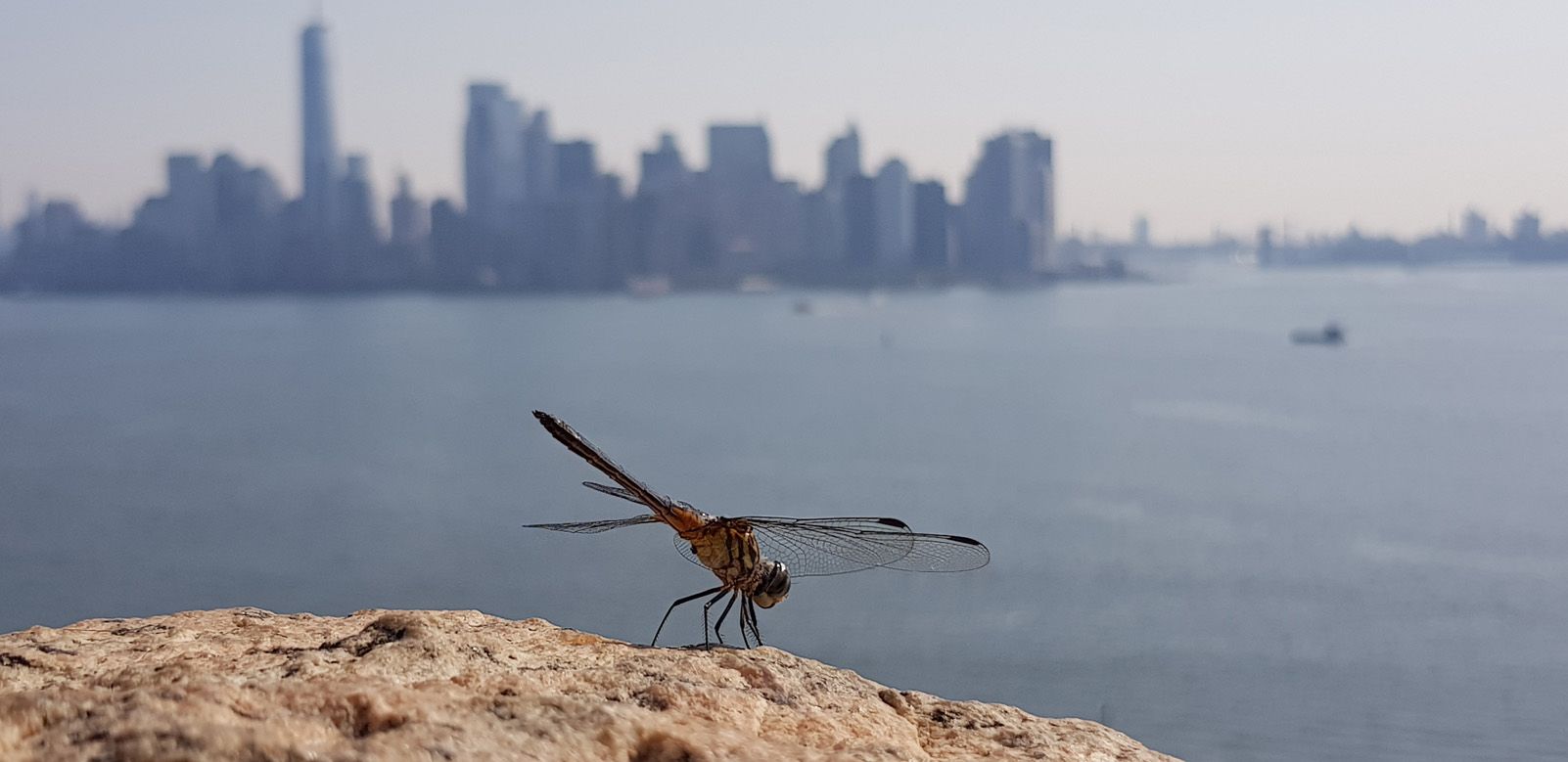 Guillermo Trigueros Fernández   Propera parada Manhattan.   Manhattan NYC