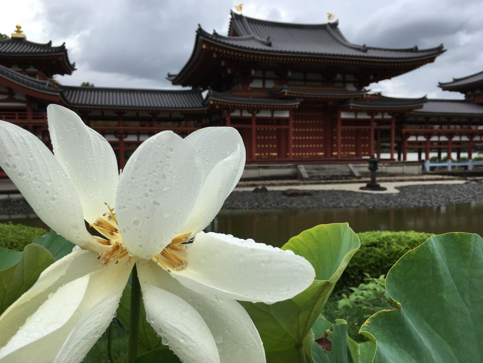 Helena Contreras   Flor del templo   Templo Byodo in, Uji   Shi, Kyoto, Japon