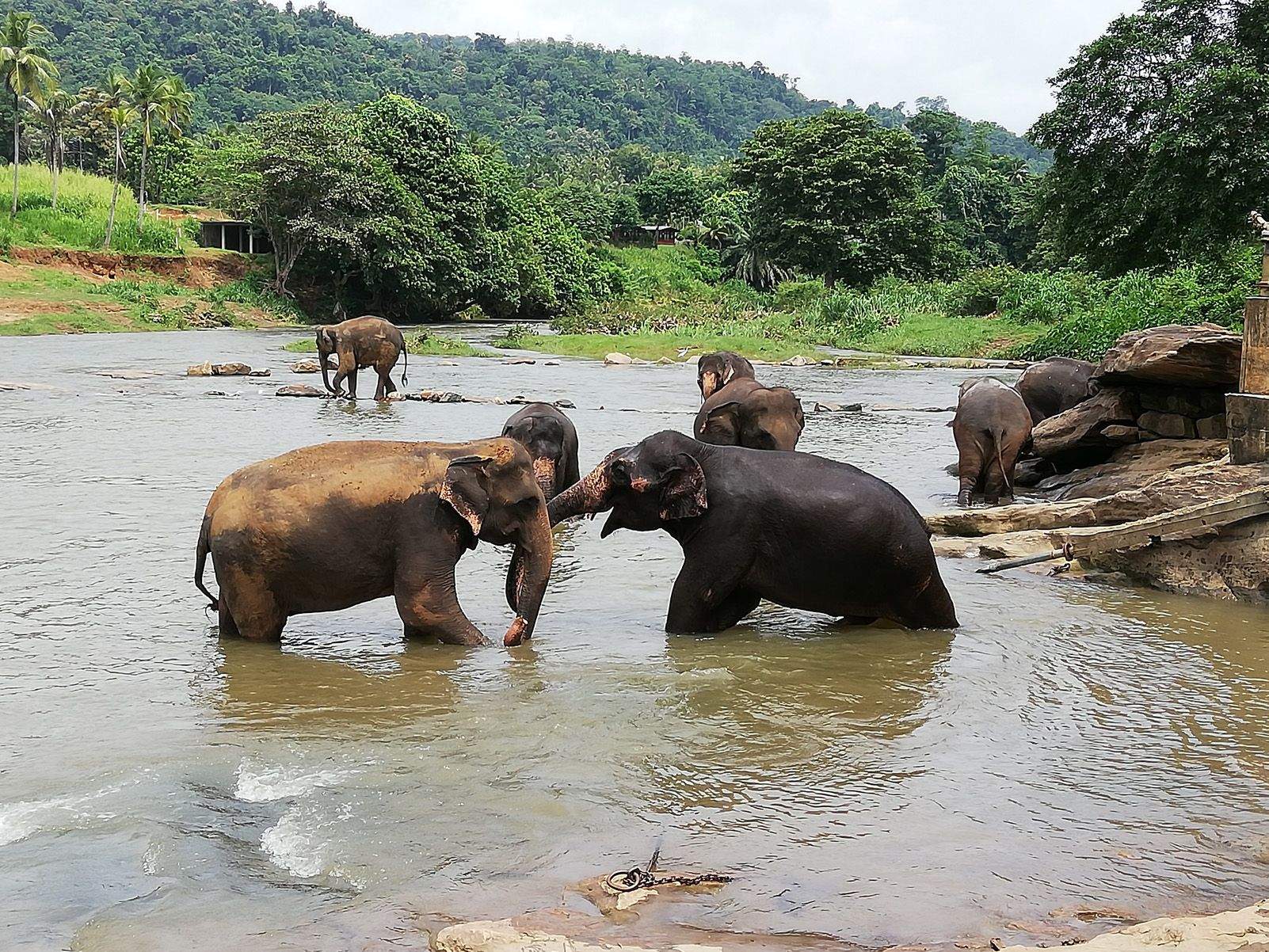 Joan Tomàs Bilbeny   Jugant amb la trompa   Sri Lanka