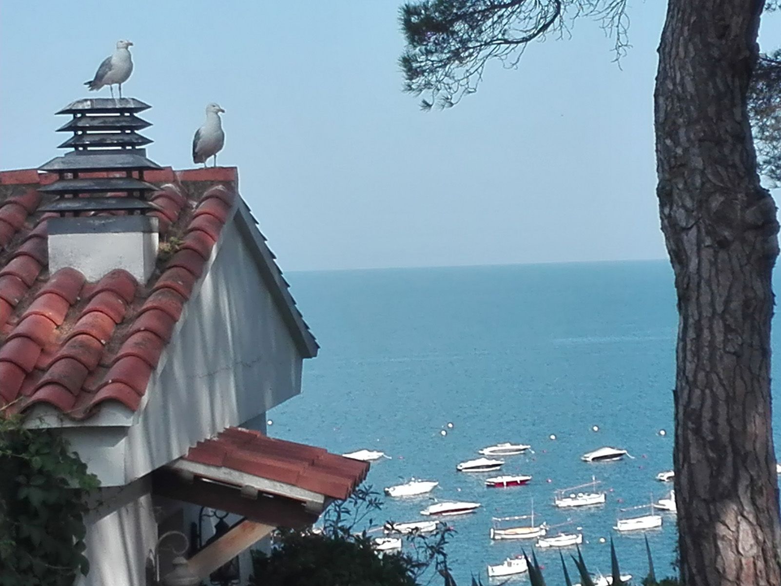 Joana Carbonell  i Franco   Cel i Mar   Llafranc