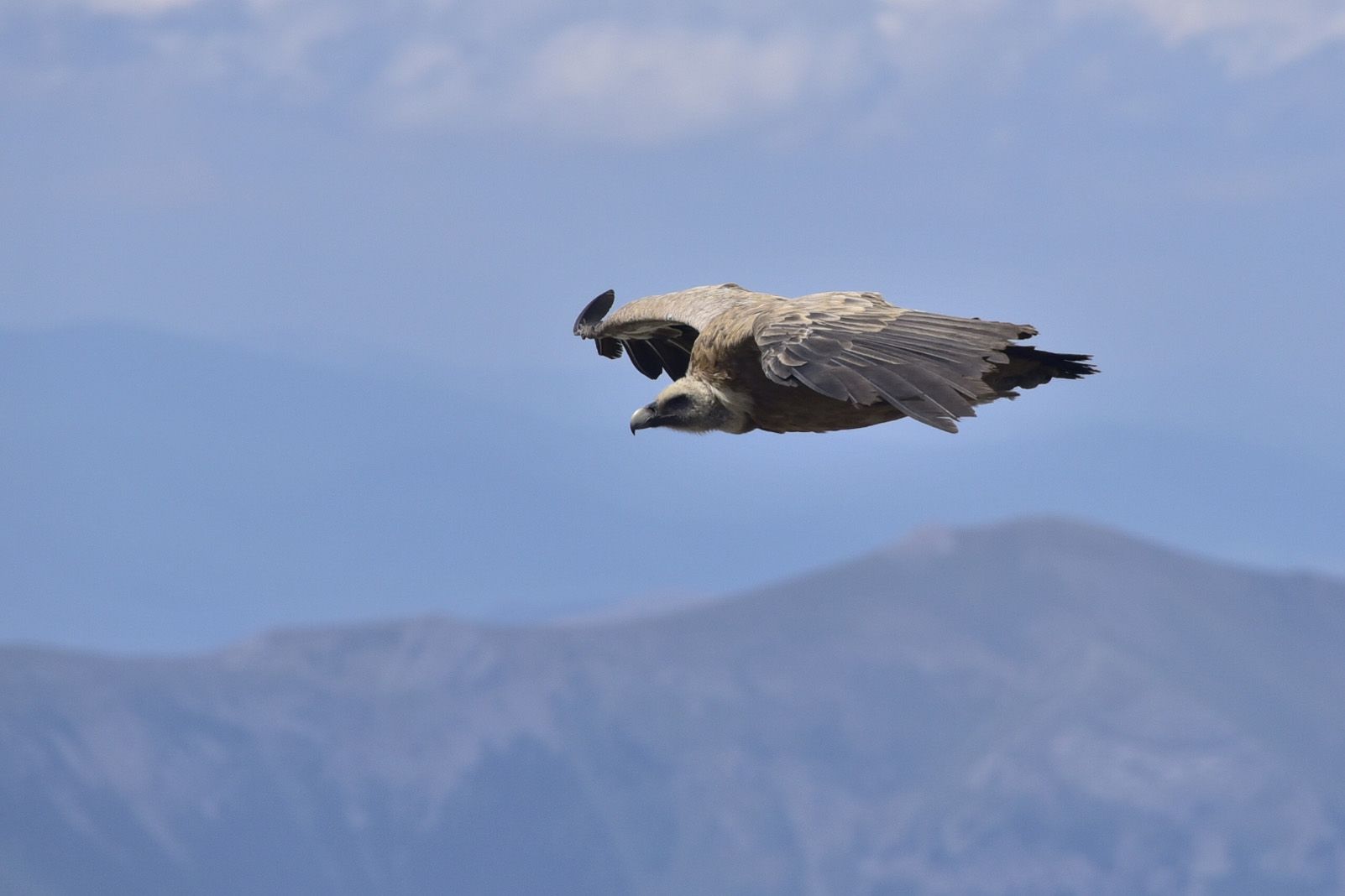 Jordi Bartolomé Filella   Voltor   Pirineu, municipi de Borau