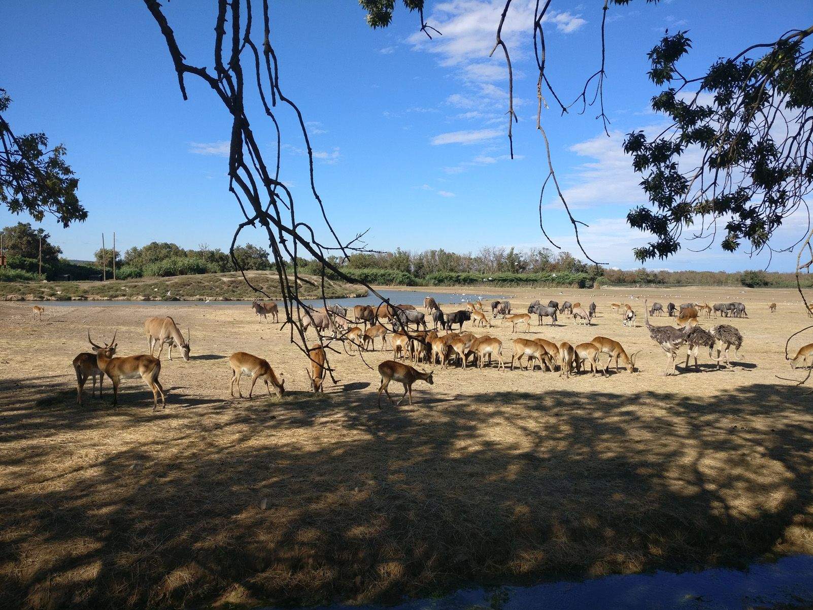 Josep Maria Bunyol Duran   La sabana de Noè   Sigean
