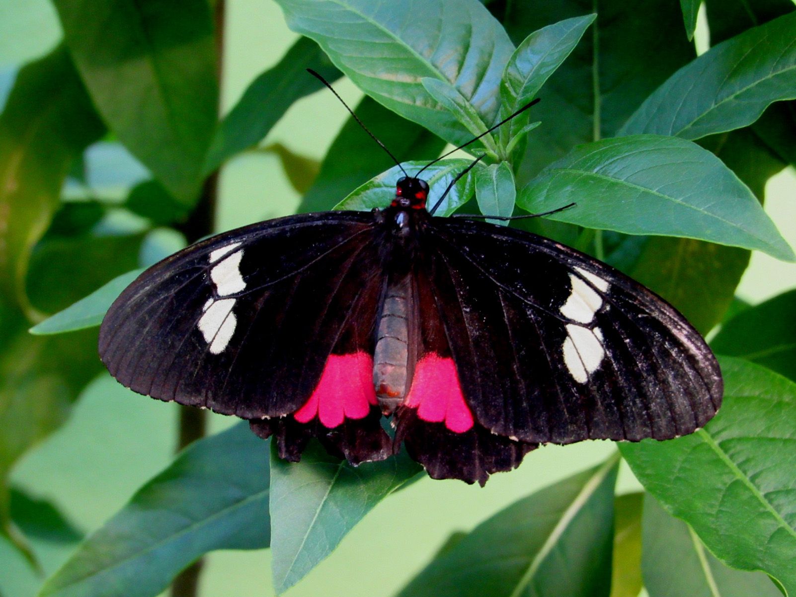 LYDIA ALGUERÓ OLIVÉ   PAPALLONA   SANTILLANA DEL MAR