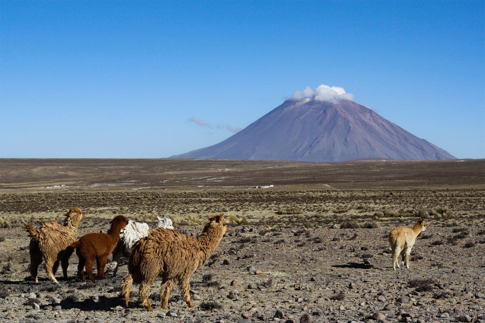 Marta López Roig   Alpaque