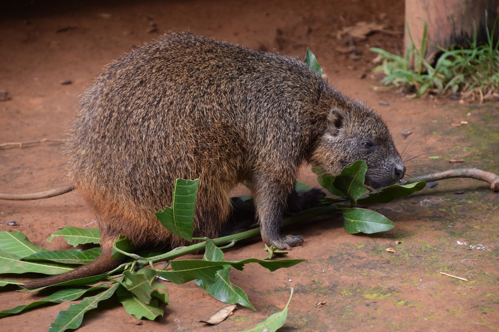Marta Millán Vives   Jutía   Viñales, Cuba