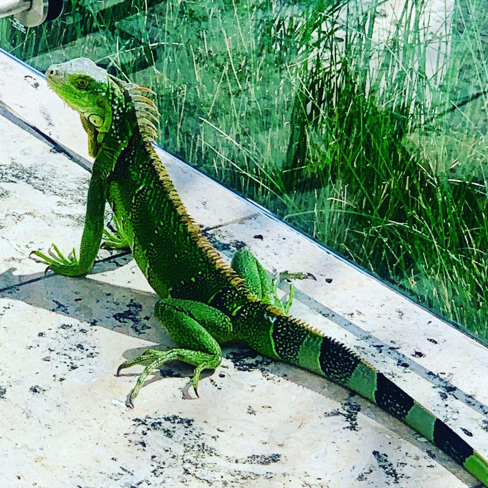 Marta Mogensen   Verde que te quiero verde   Miami beach, Florida, EEUU