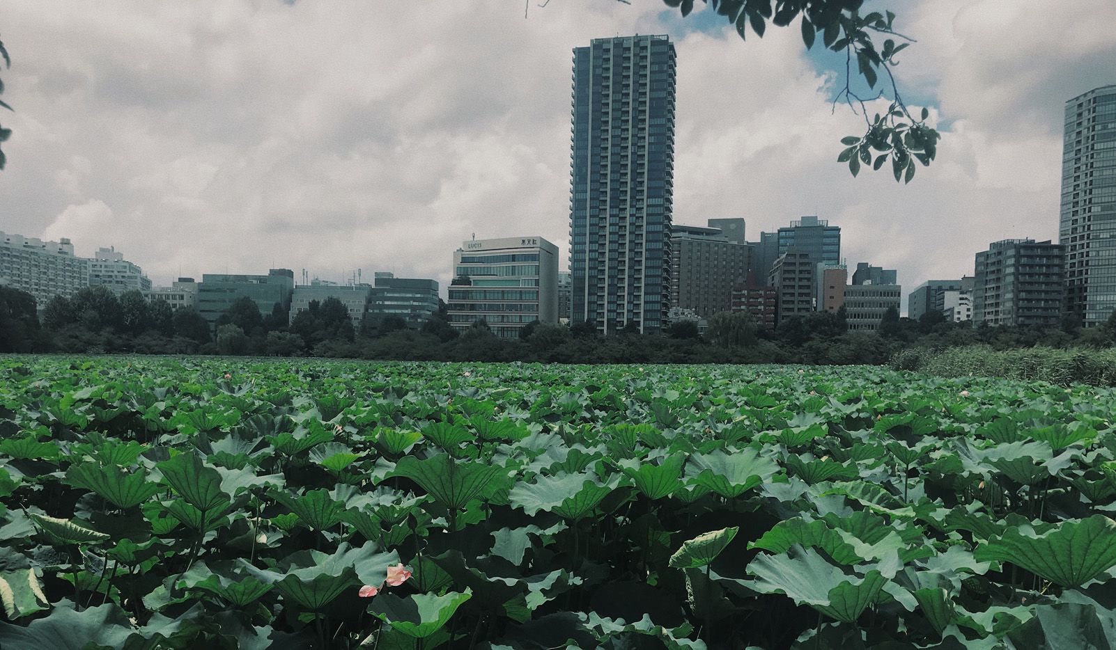 Martí Cabanes Piqueras   tecnologic nature   Tokio Japó