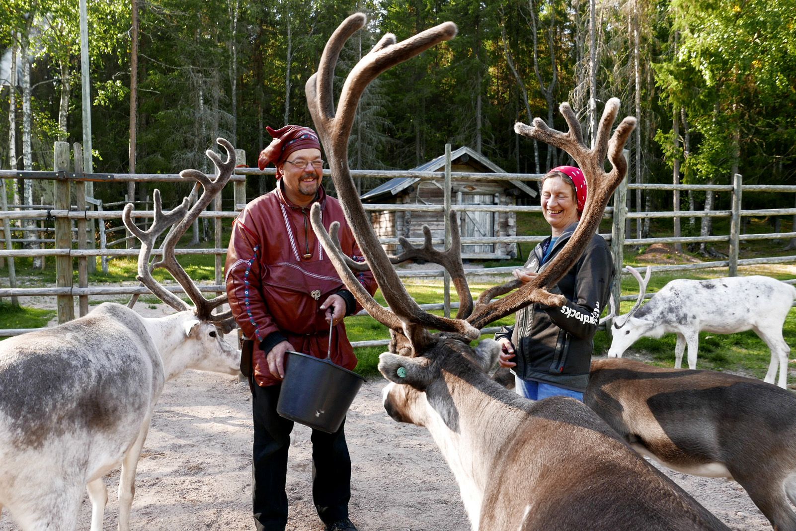 Mayte Cortina Martínez   Grangers feliços alimentant els seus renos   Rovaniemi   Lapònia   Finlàndia