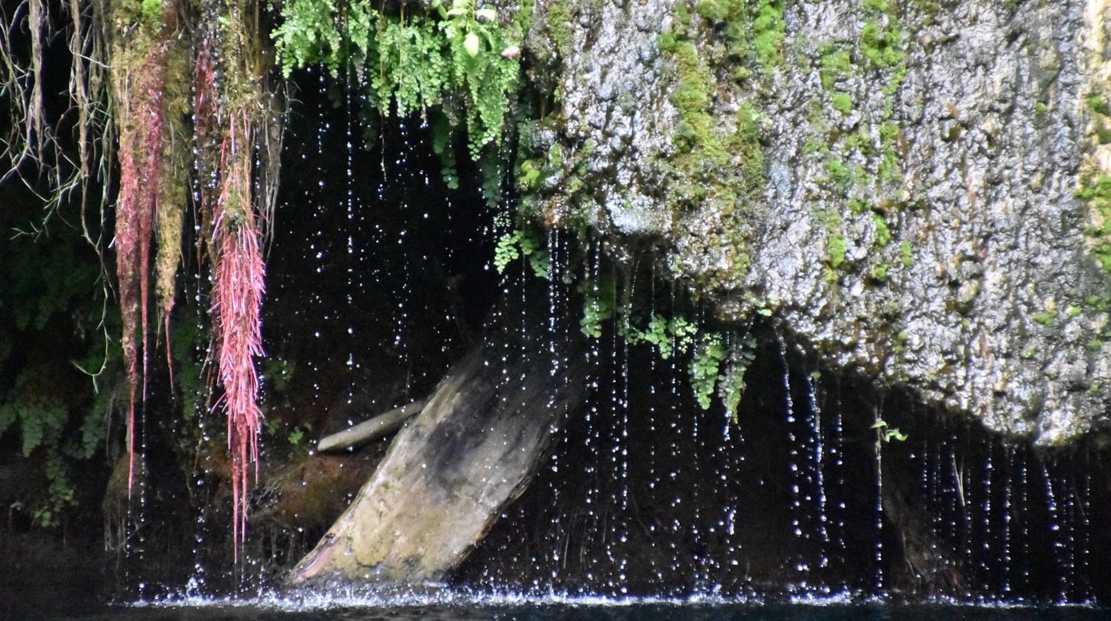 Modest Morató Rodas.   La cortina.   Gorg la Plana. Ríu Brugent.
