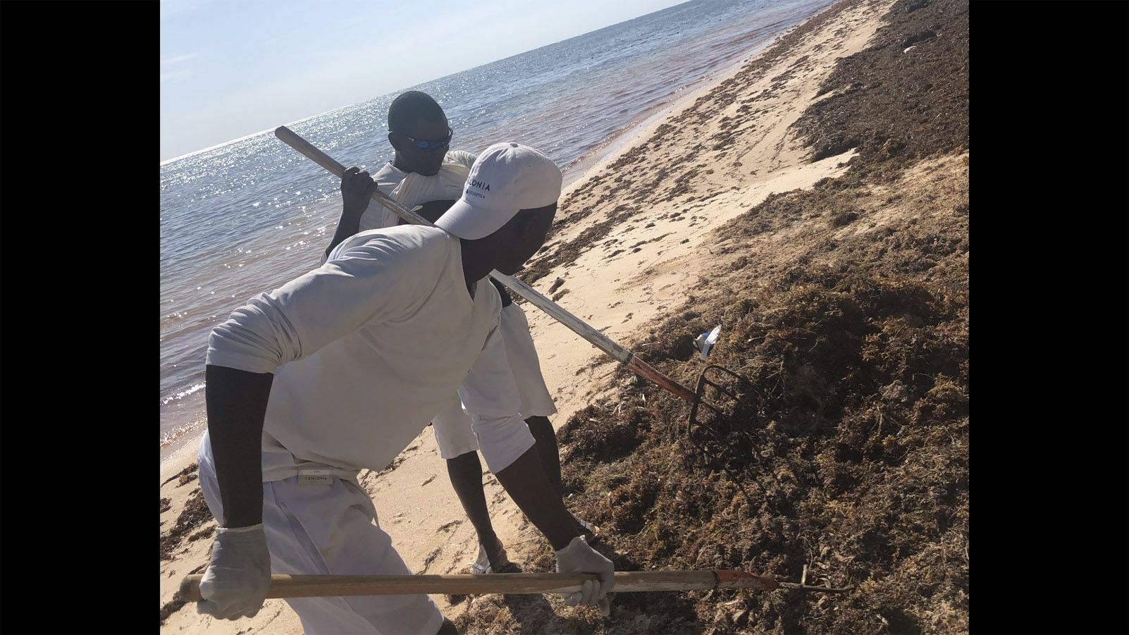 Monica Bosch Cuadras   SAR