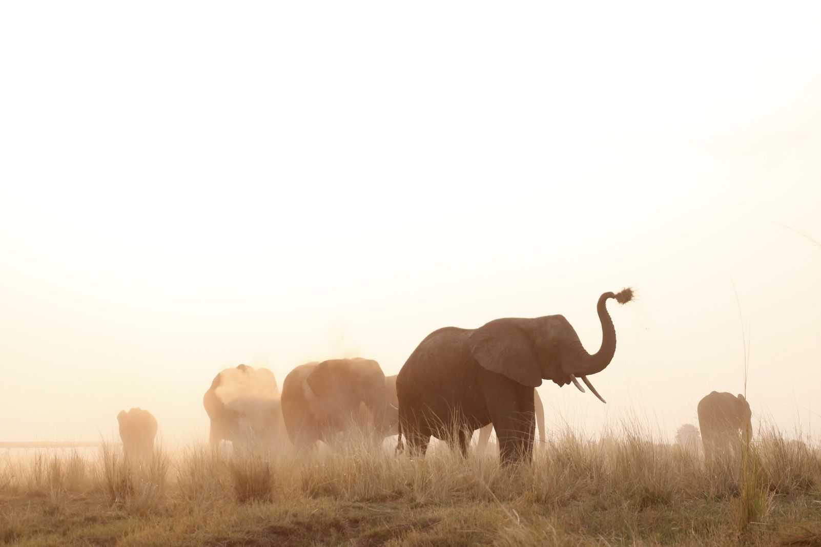 mireia clua   Elephants in the dust   Etosha NP Namibia