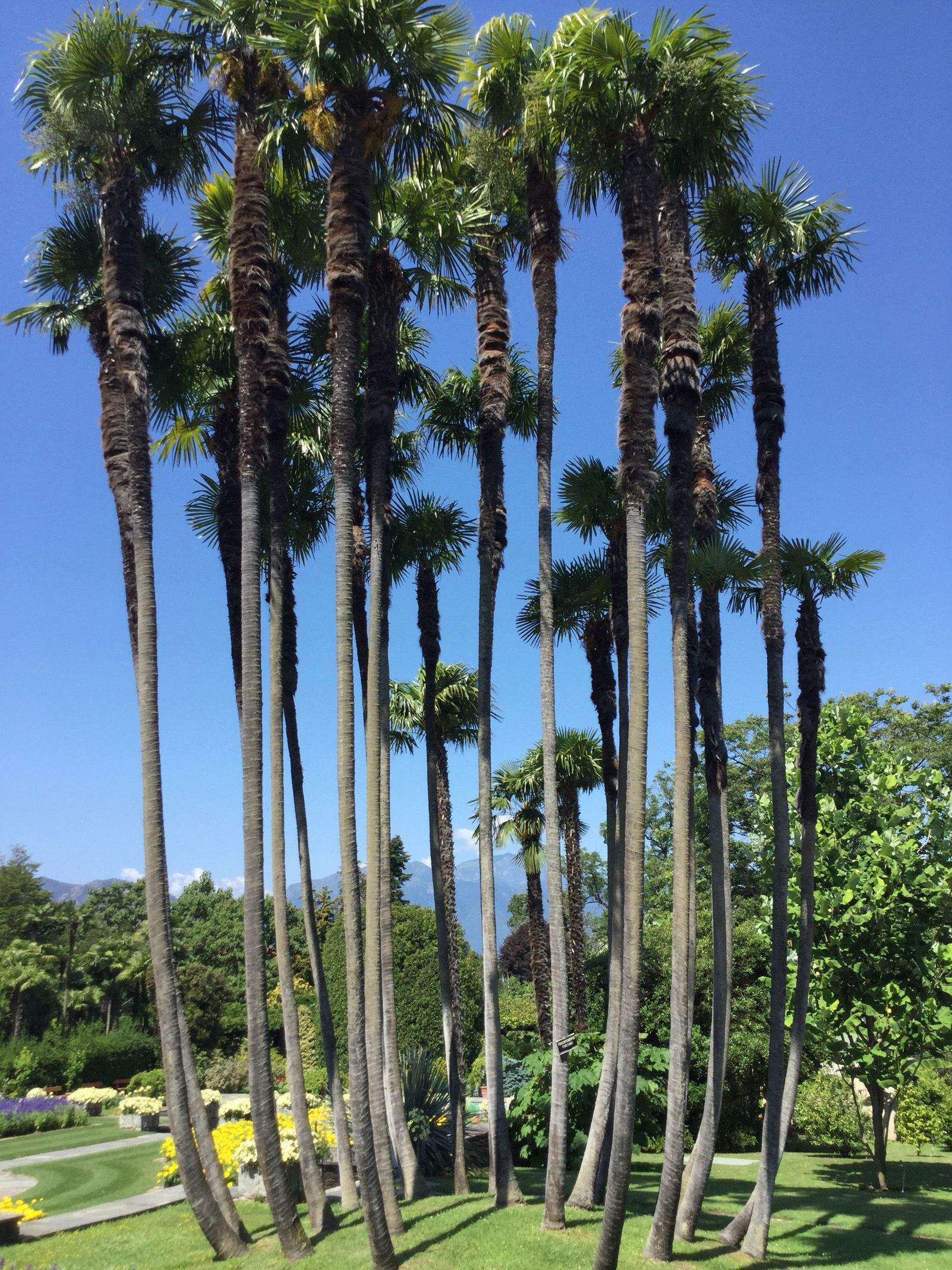 Montserrat Juanola Vilaró   Enlairant se   Vil.la Taranto, llac Maggiore, Itàlia