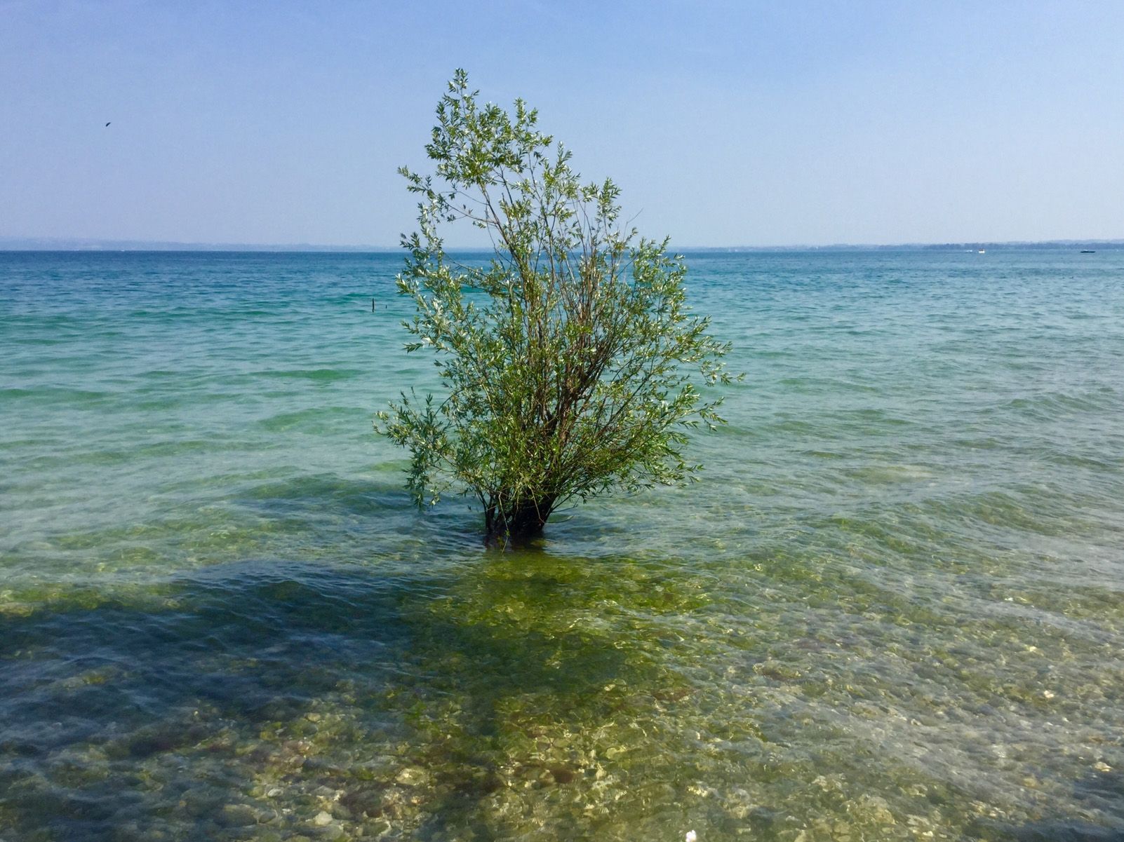 Montserrat Juanola Vilaró   Verdor   Sirmione. (Itàlia)