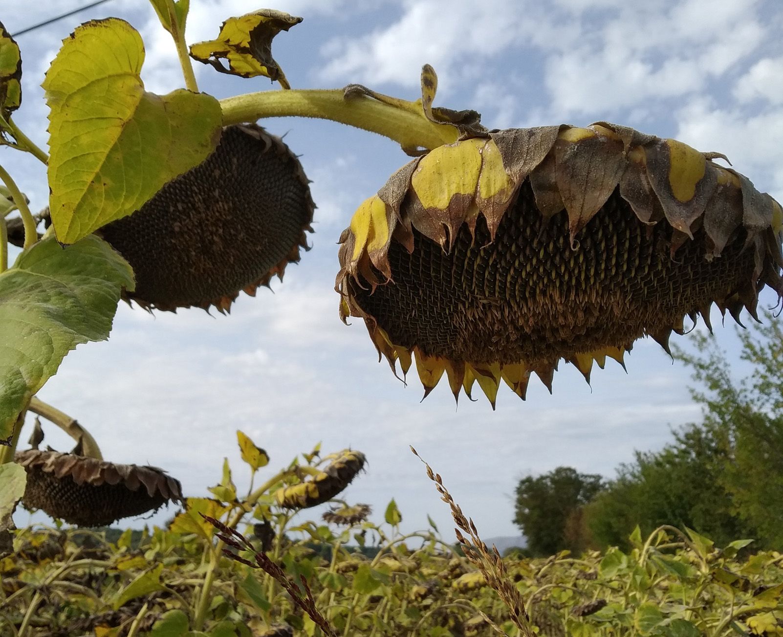 Neus Calderón   Girasols fent pipes   Palau Sator