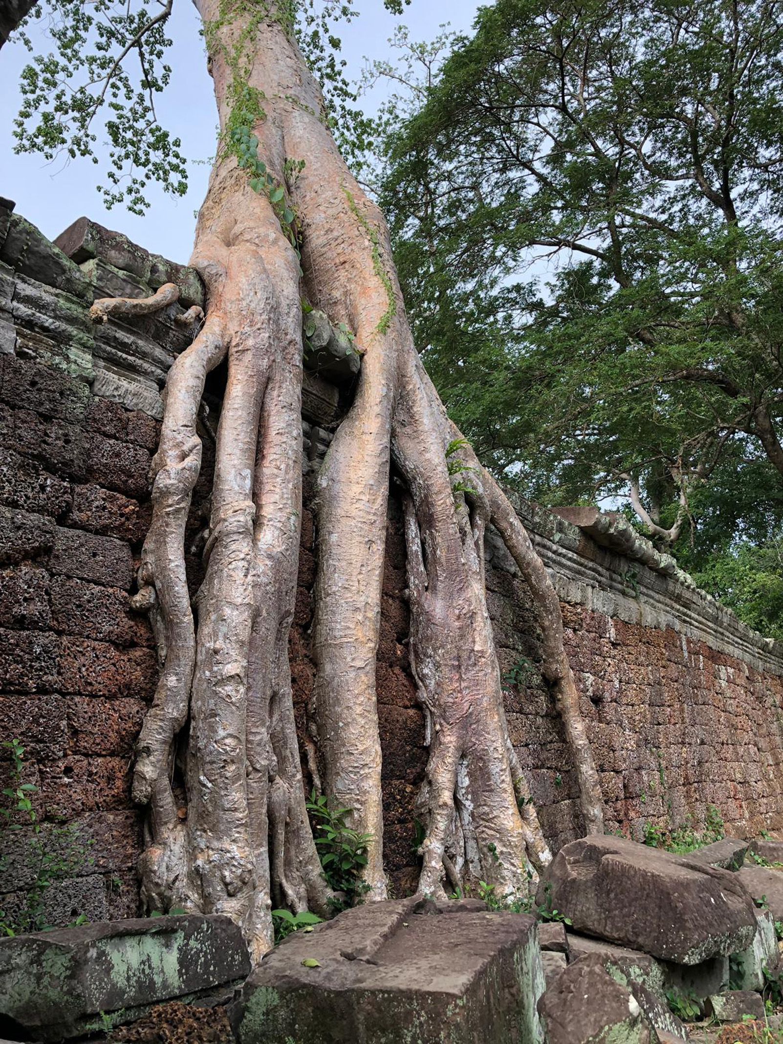 Oscar Boldú Almacellas   Realment arrelament entre terra i natura des d'Angkor wat   Angkor wat Cambogja