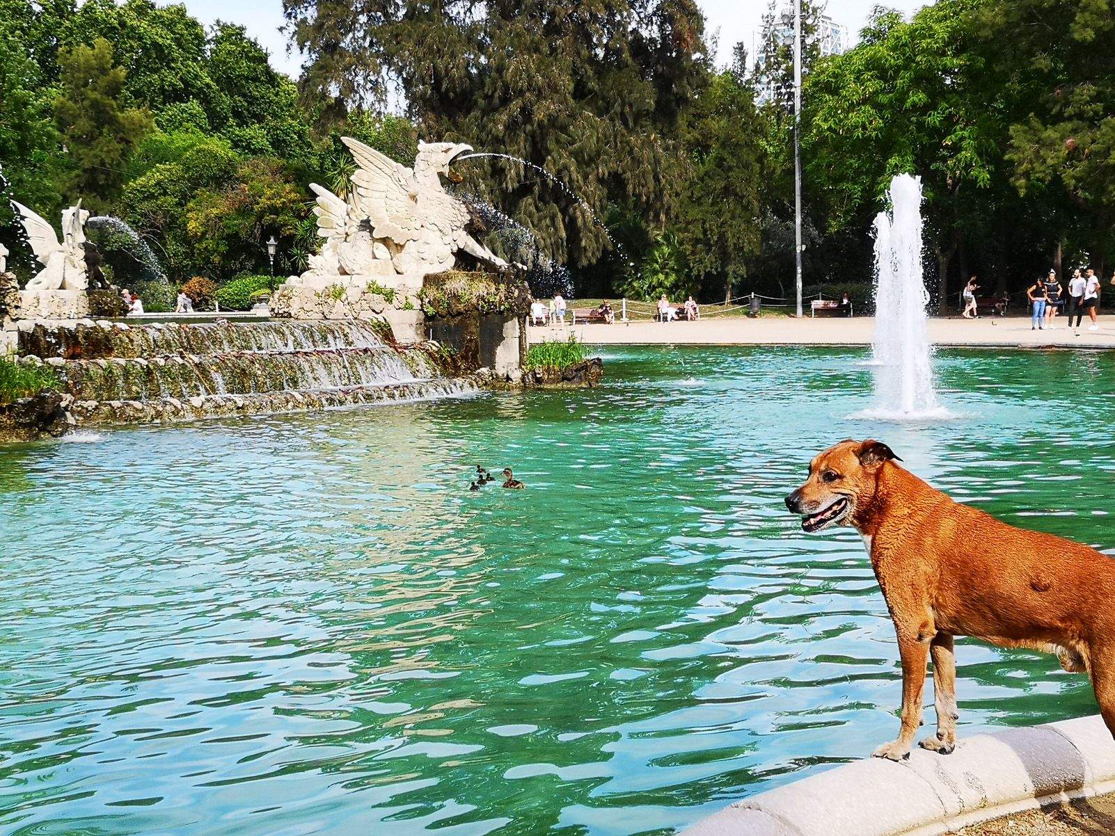 Paul Tandalla   Perro refrescandose   Parque ciudadela