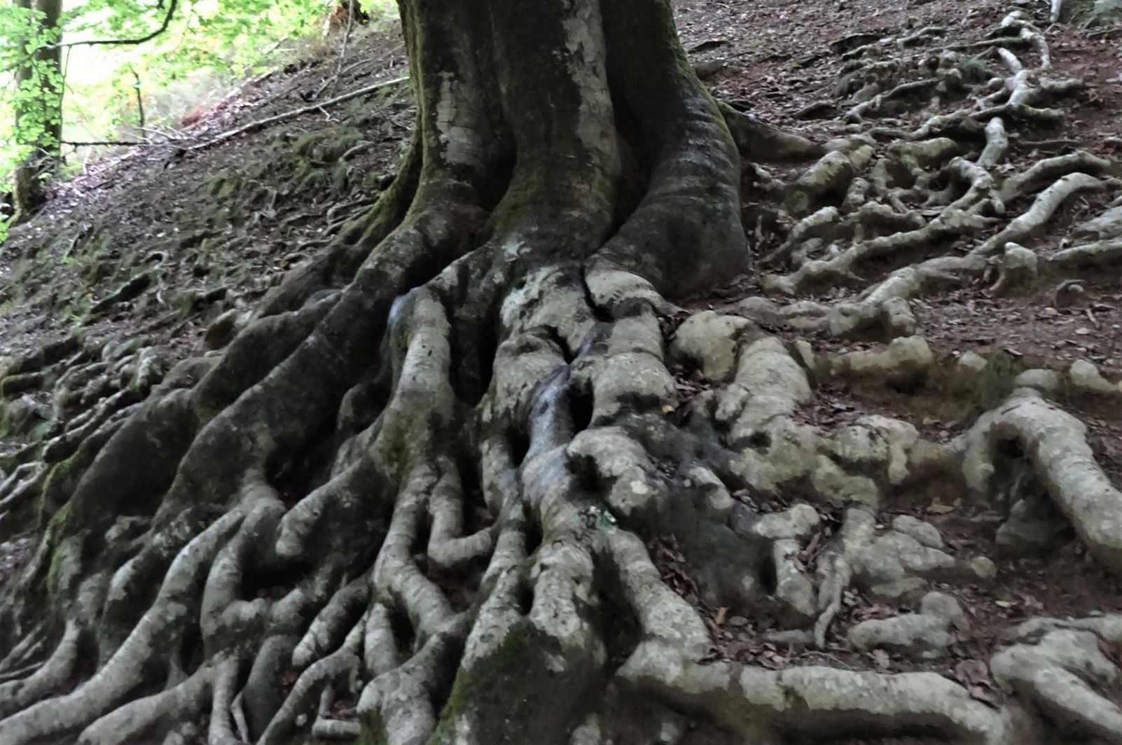 Rafael Centelles Velilla   Arrelats   Valle de Baztán