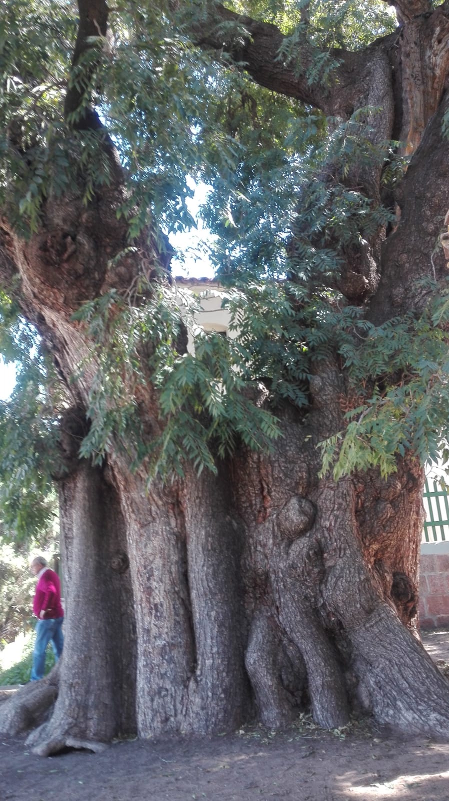 Ramón Arnal   CEDRO MILENARIO   Sucre (Bolivia)