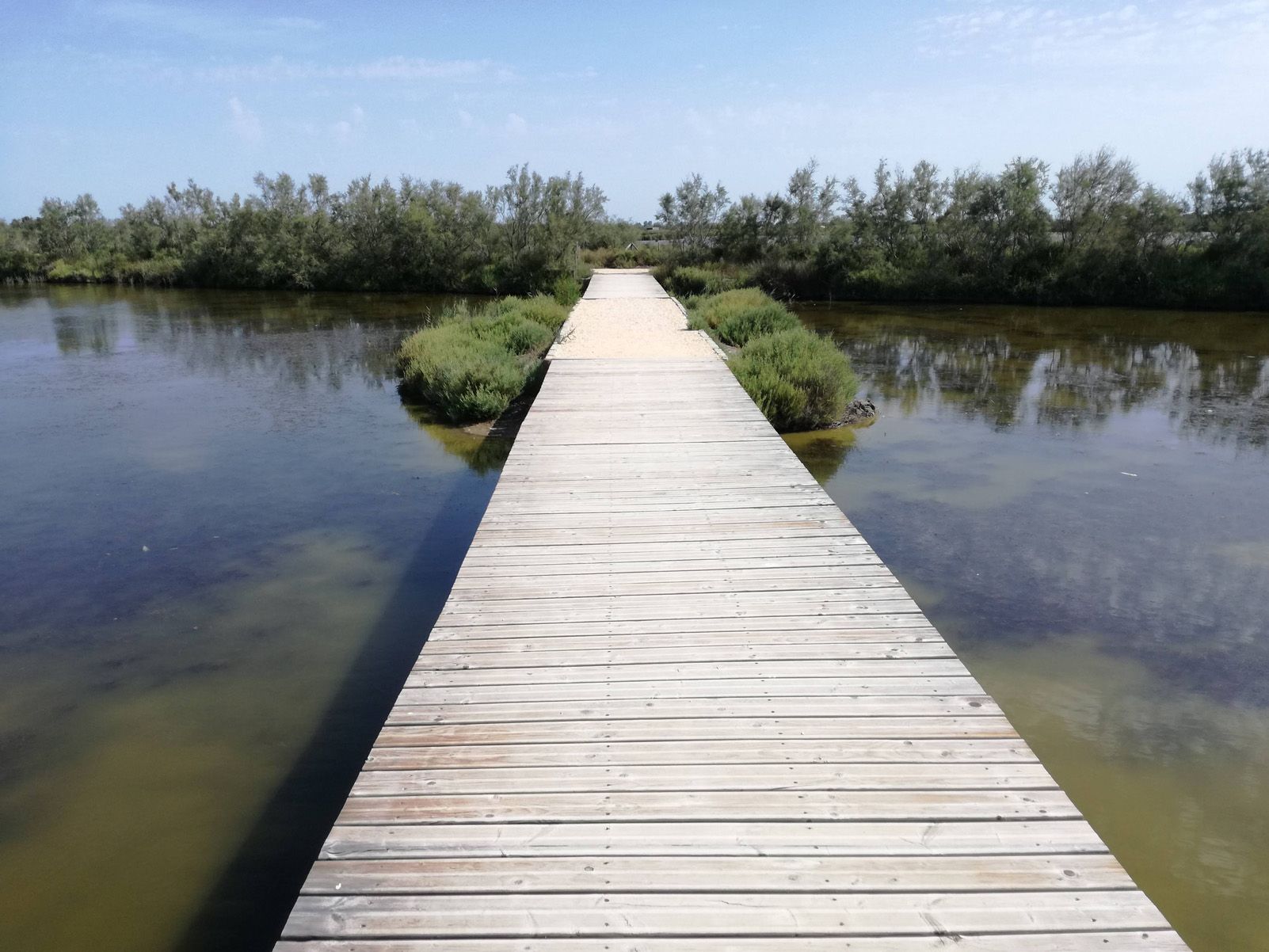 Ramon Torres   Camí a la descoberta   La Camarga a França