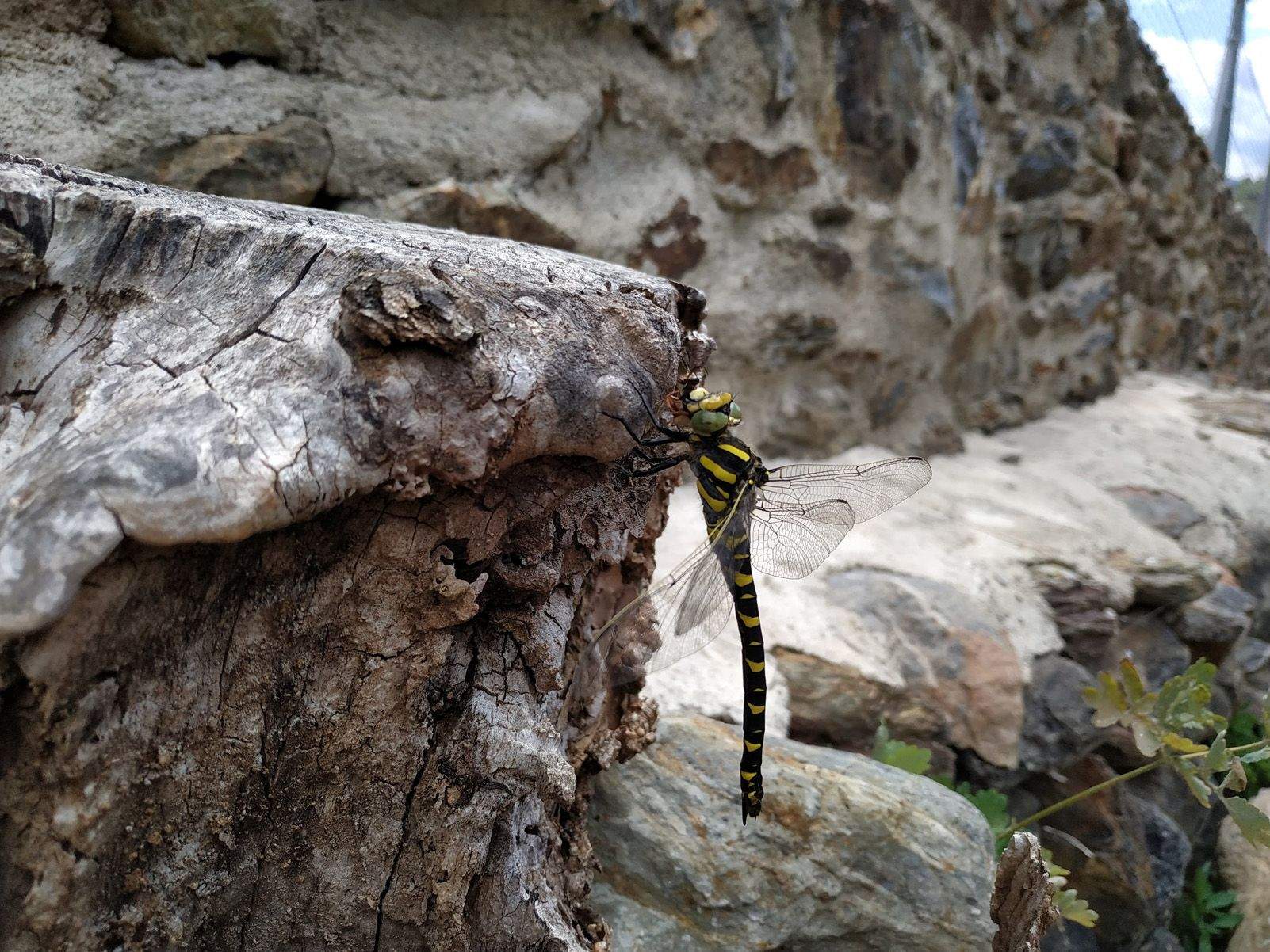 ROGER ESCUDÉ PUJOL   Cruspint   Cerbi (Pallars Sobirà)