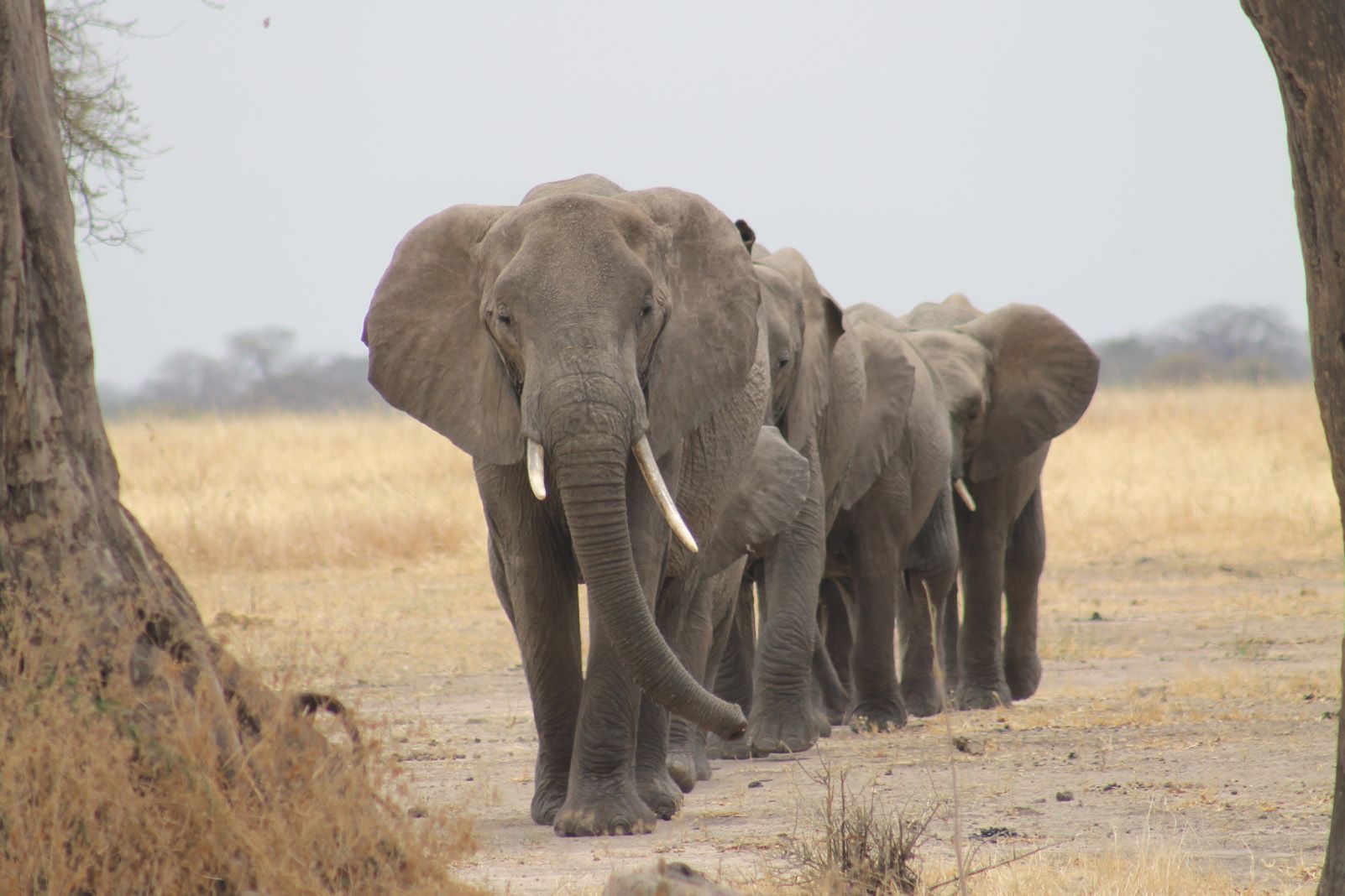 Rosa Anna Montes Lladó   Un da rera l'altre   Serengueti Tanzania