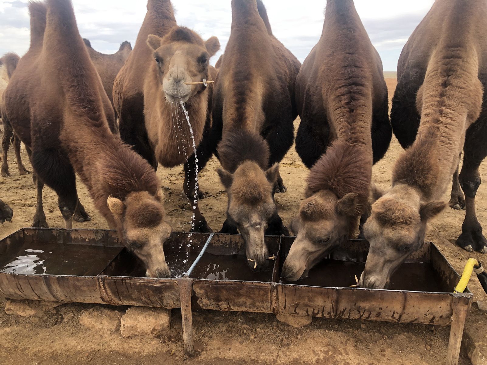 Xavi Gimenez Xaixo   I tu què mires   Desert del Gobi, Mongolia