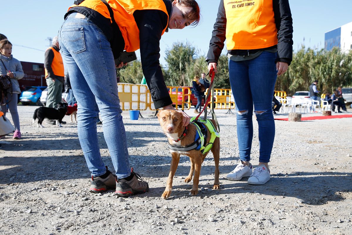 Jornada d'adopció del Cau Amic a Can Caldés. FOTO: Yves Dimant