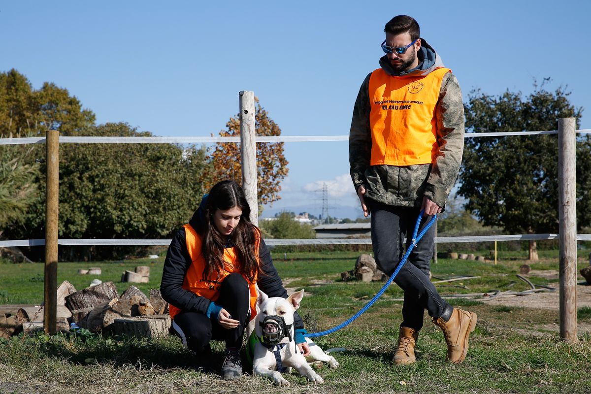 Una passada jornada d'adopció del Cau Amic, a Can Caldés. FOTO: Yves Dimant