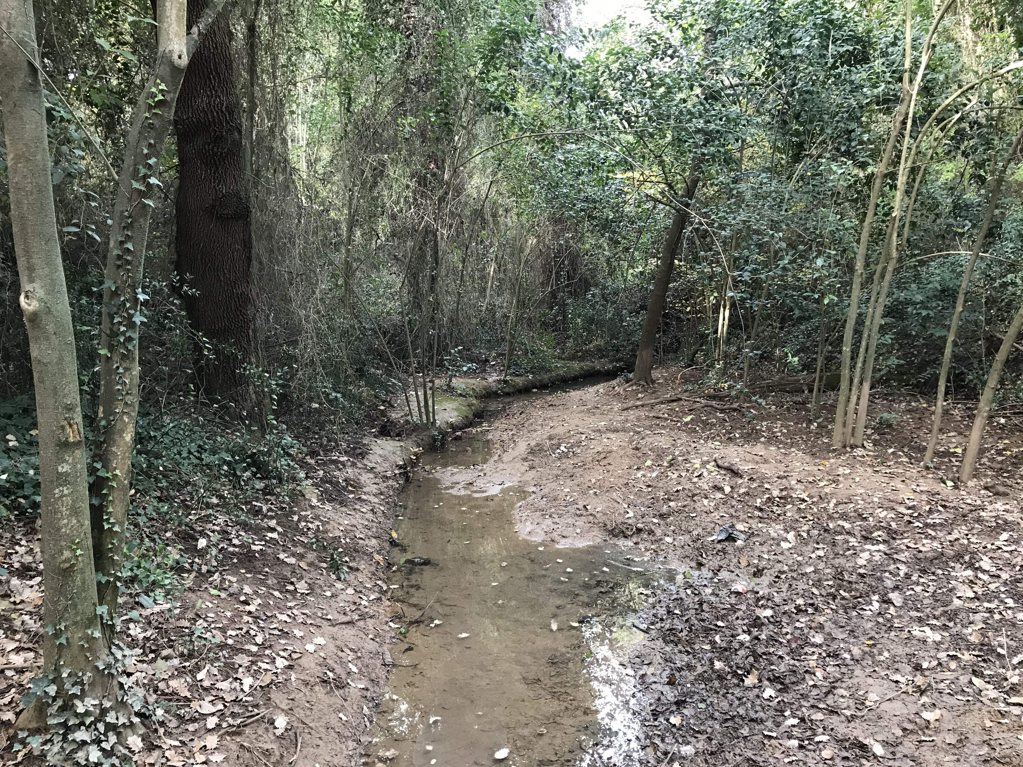 El Bosc de Volpelleres