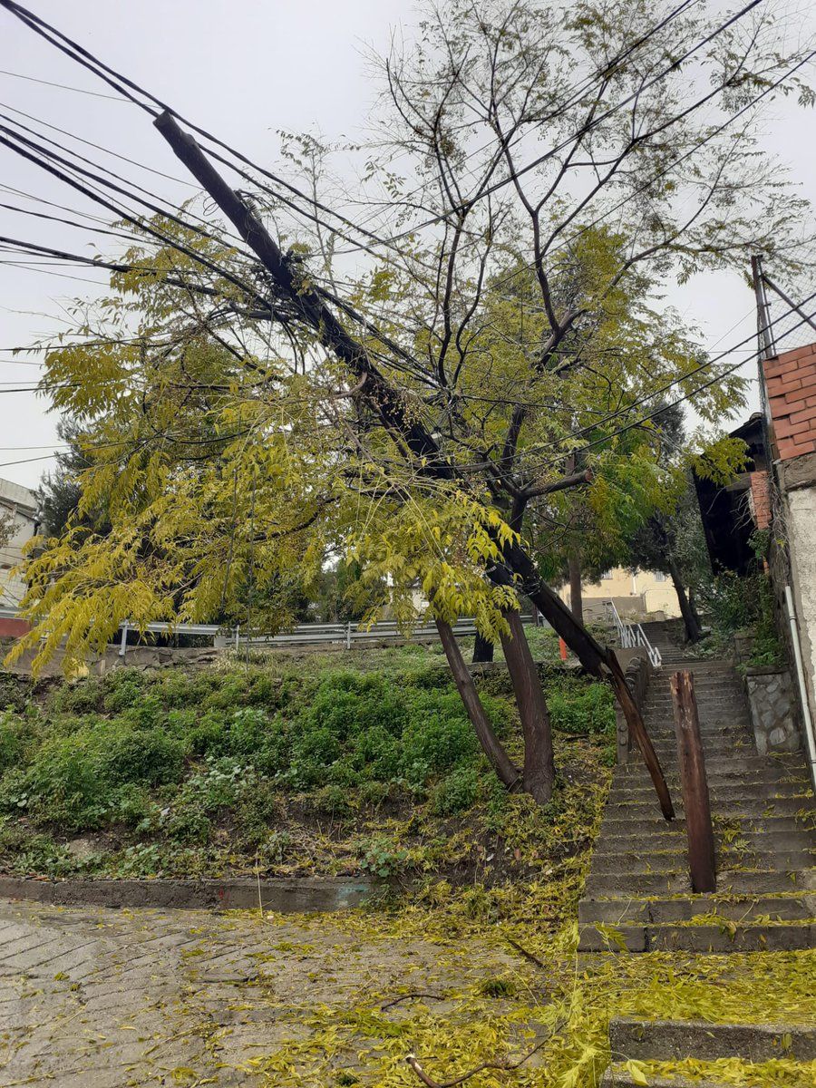 L'arbre caigut a les Planes. FOTO: Ajuntament de Sant Cugat