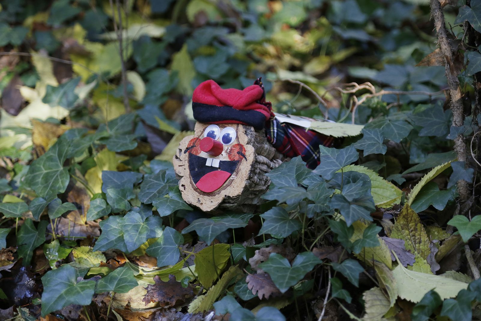 Tions amagats al Bosc de Volpelleres. FOTO: Anna Bassa