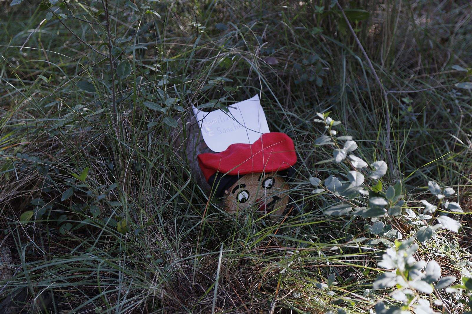 Tions amagats al Bosc de Volpelleres. FOTO: Anna Bassa