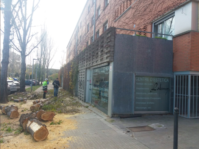 Arbre caigut pel fort vent a Sant Cugat. FOTO: Ajuntament de Sant Cugat