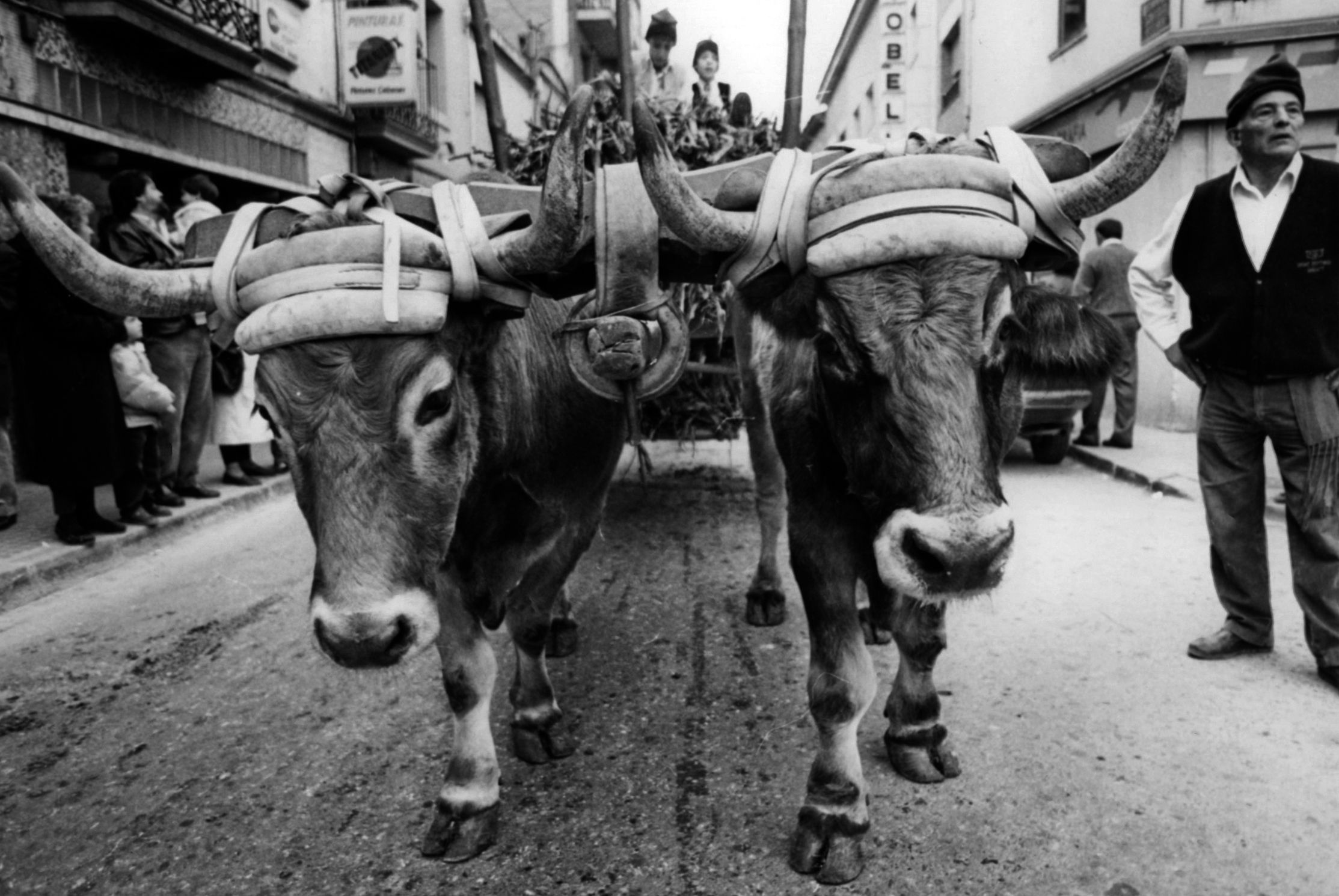 Els animals de càrrega són els protagonistes en els Tres Tombs. FOTO: Arxiu