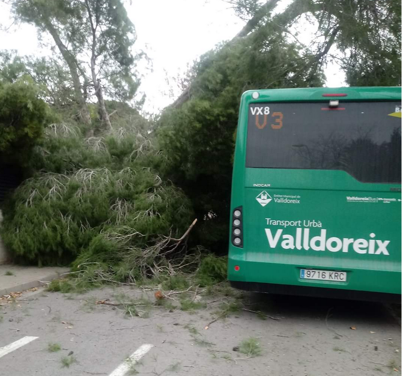 L'arbre caigut per culpa del vent a Valldoreix. FOTO: Cedida