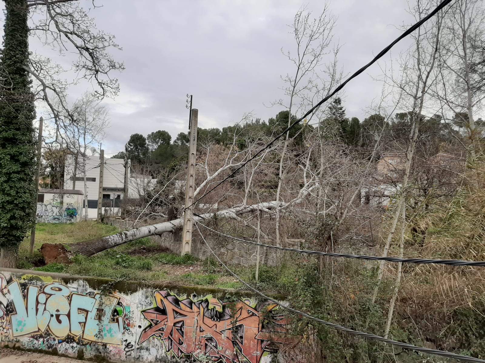 Arbre caigut a la confluència dels carrers de Vigo i Fuerteventura al barri de Mira-sol. FOTO: Cedida