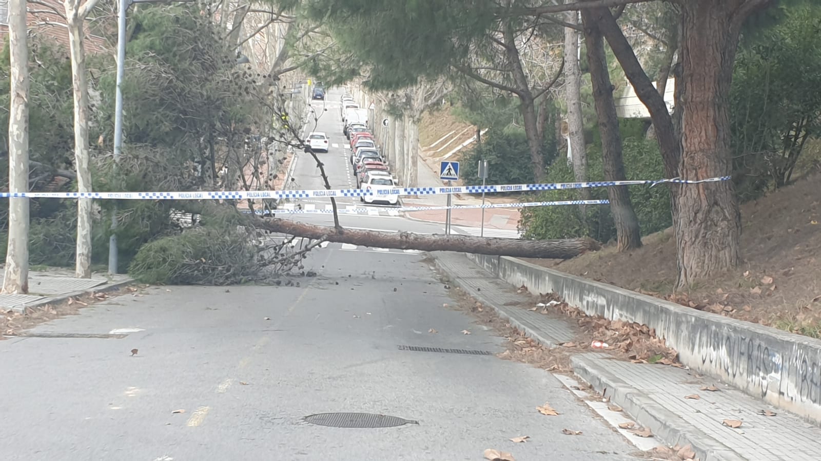 Arbre caigut a la zona del parc Central. FOTO: Cedida