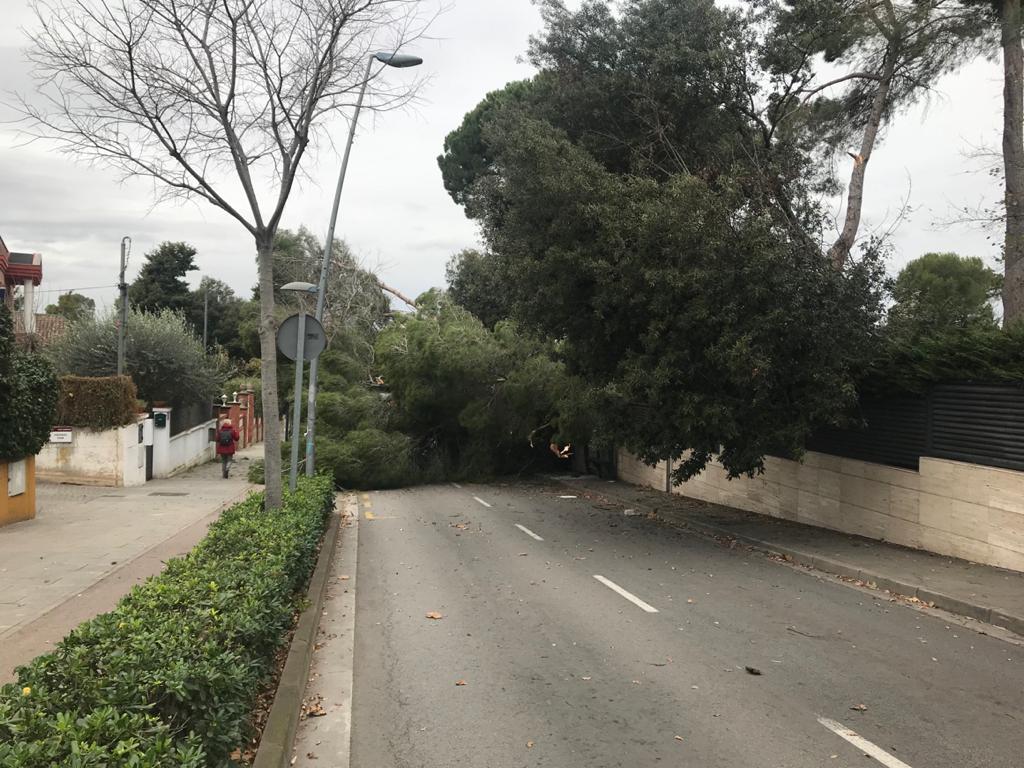 Arbres caiguts per una ventada a Valldoreix. FOTO: Cedida