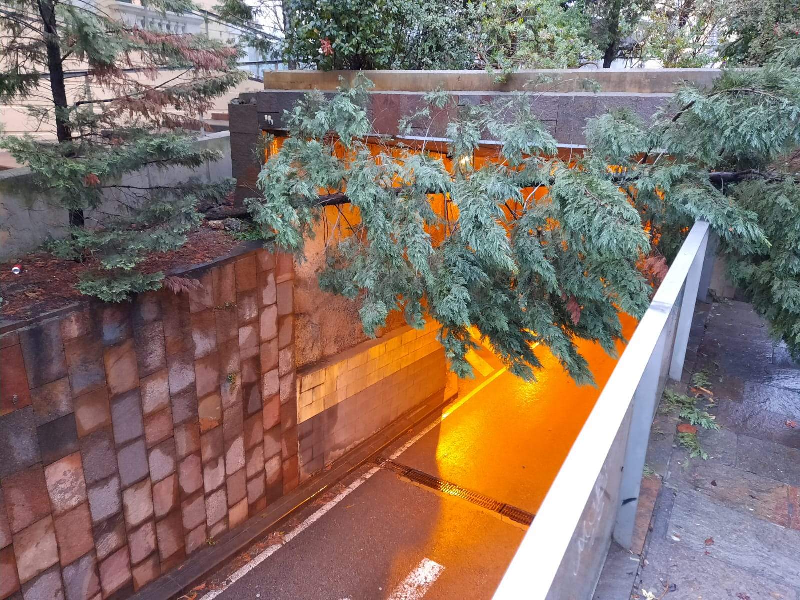 El temporal Glòria ha afectat una vuitantena d'arbres al municipi FOTO: TOT Sant Cugat