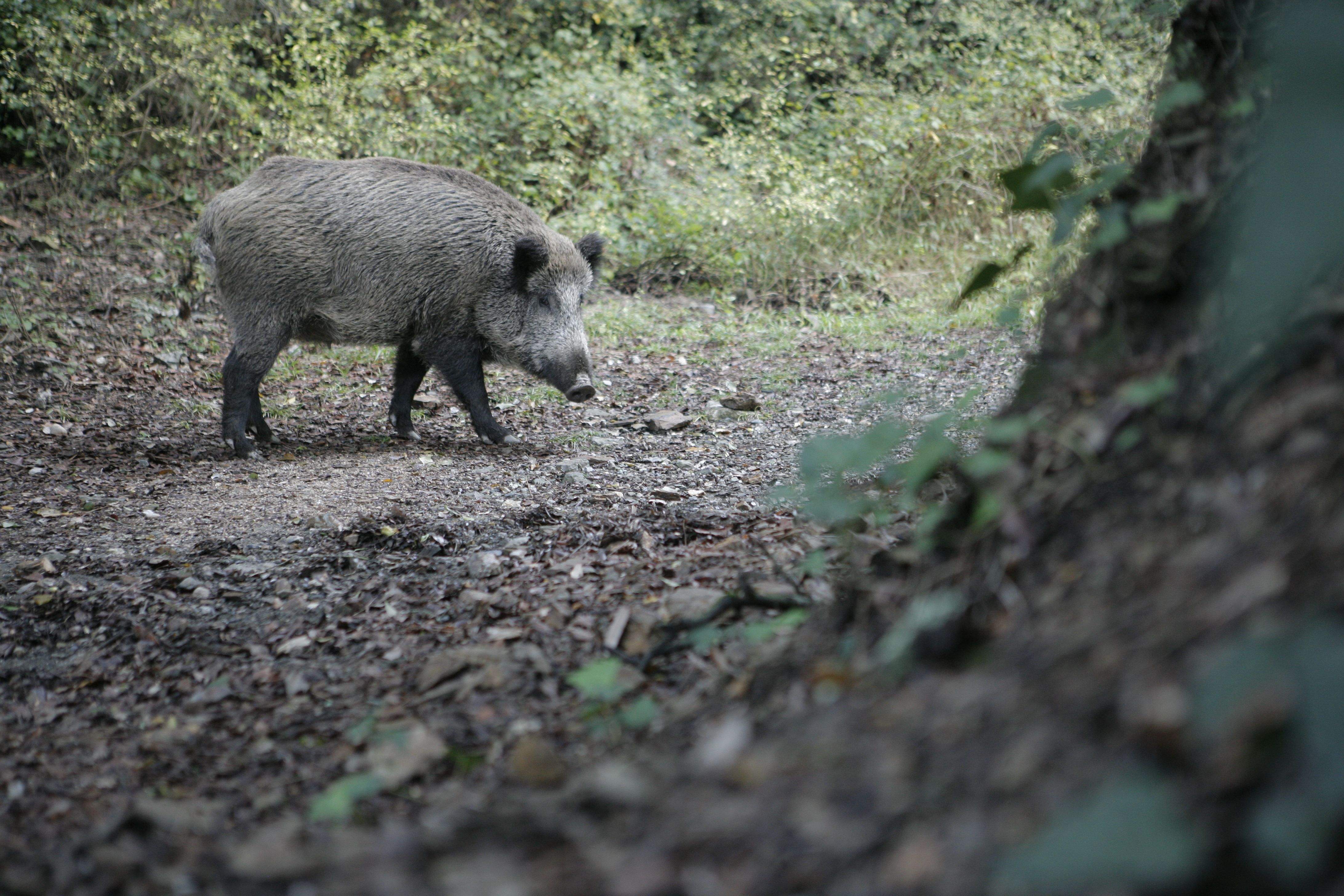 Un senglar passejant per Collserola. FOTO: Arxiu
