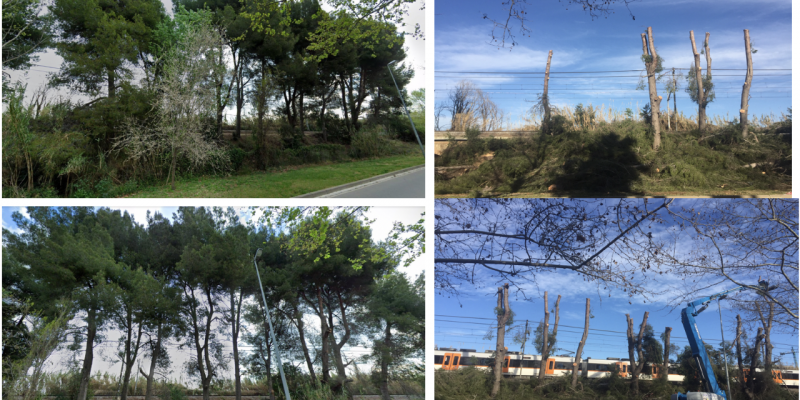 L'abans i el després dels arbres, en una imatge enviada pels veïns. FOTO: Cedida