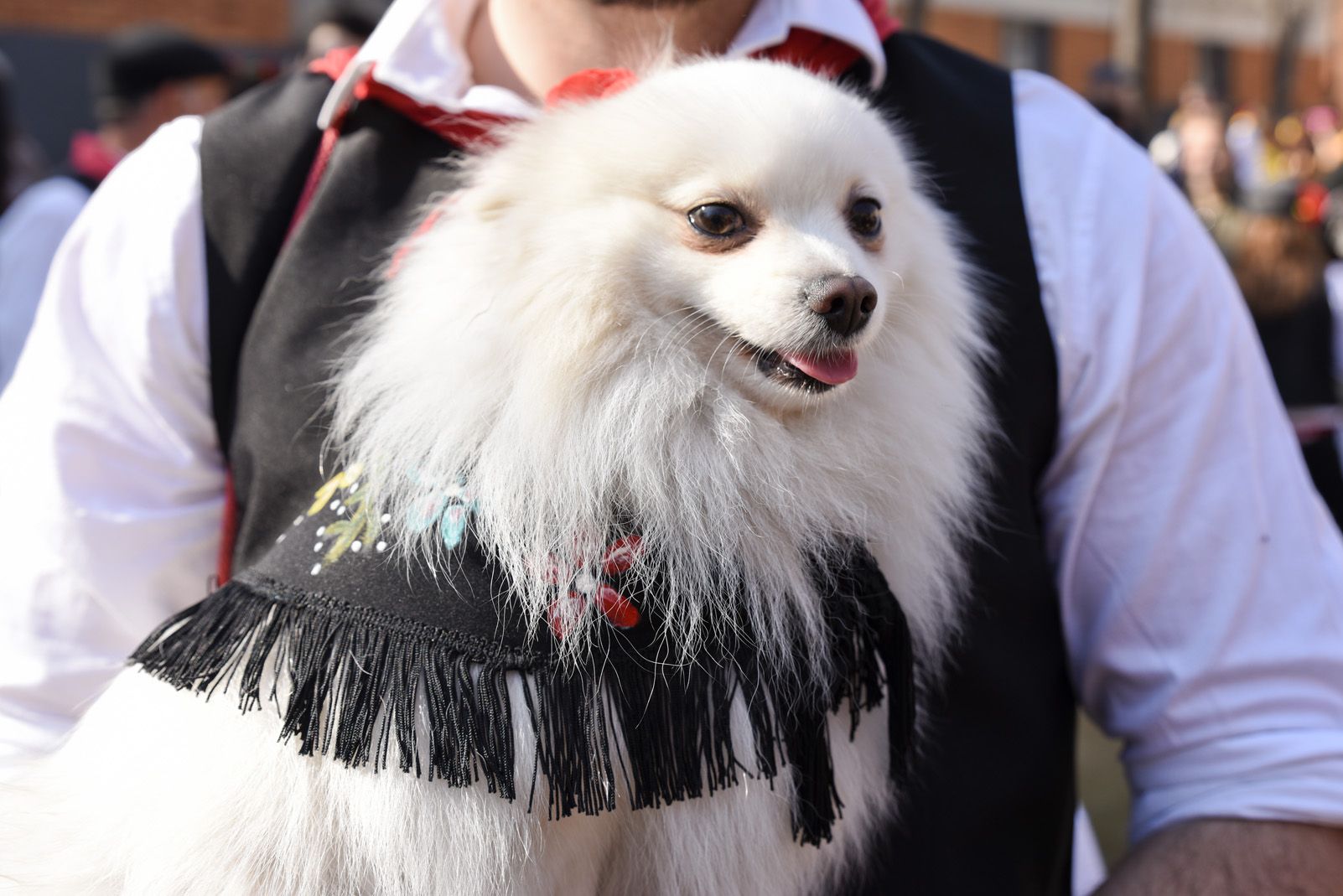 Ball de Gitanes de Carnaval. Foto: Bernat Millet.