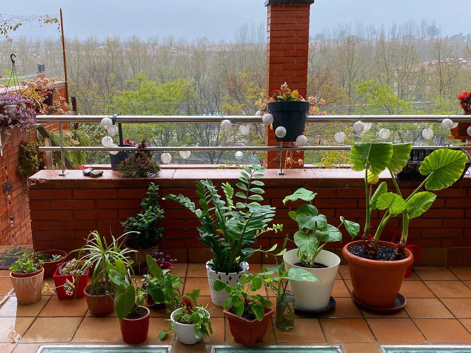 Cuidando y limpiando mis plantas unas grandes limpiadoras del aire.