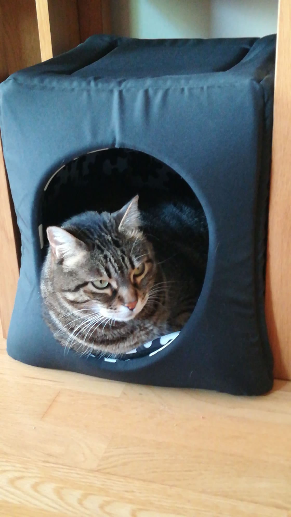 El gat a la seva caseta.