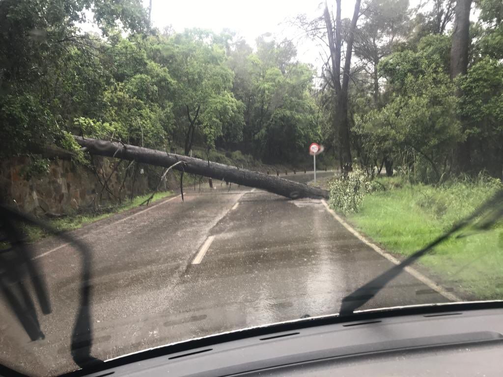 Un arbre ha tallat el camí de la Salut a Valldoreix. FOTO: EMD 