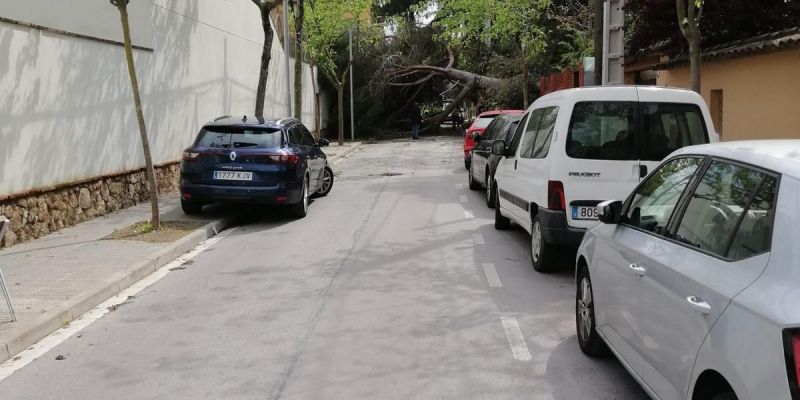 Arbre caigut al carrer Villà pel vent. FOTO: Cedida