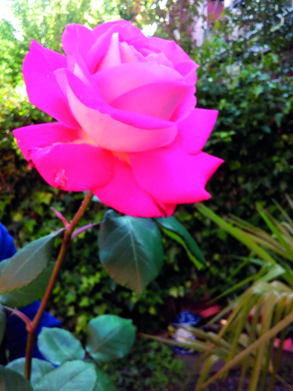 Una rosa en el jardí